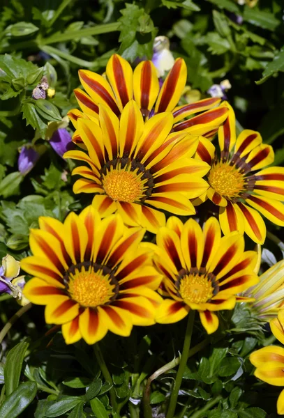 Schöne gelbe Chrysantheme — Stockfoto