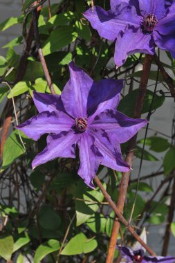 Çatı Bahçesi ultraviyole büyük çiçekler