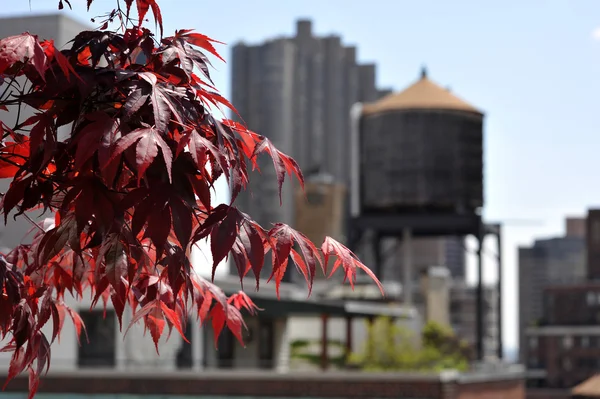 Artistic view to rooftops, water tank supply and red leafs — Stock Photo, Image