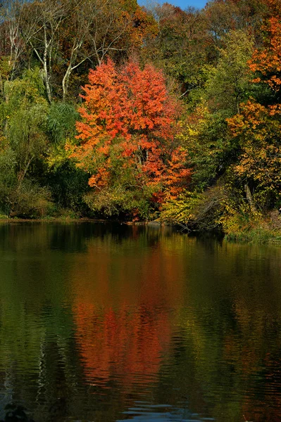 Δέντρα, σε ένα πάρκο στα όμορφα χρώματα πτώση — Φωτογραφία Αρχείου
