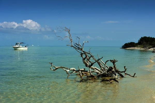 Eau tropicale peu profonde avec bateau à moteur — Photo