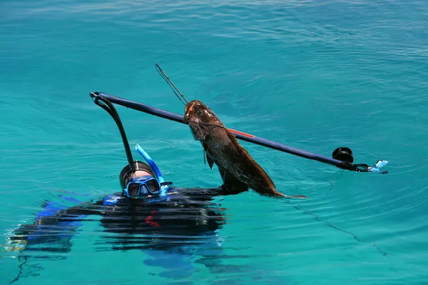 ダイバー、黒いハタの魚をキャッチ — ストック写真