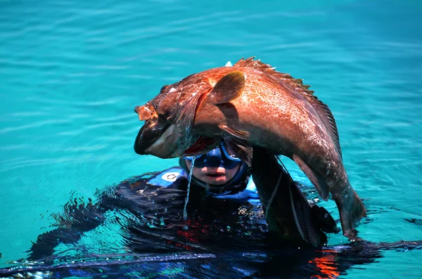 Mergulhador capturado preto grouper peixe — Fotografia de Stock