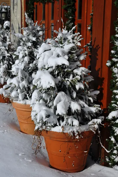 Primeira neve em pinheiros fora — Fotografia de Stock