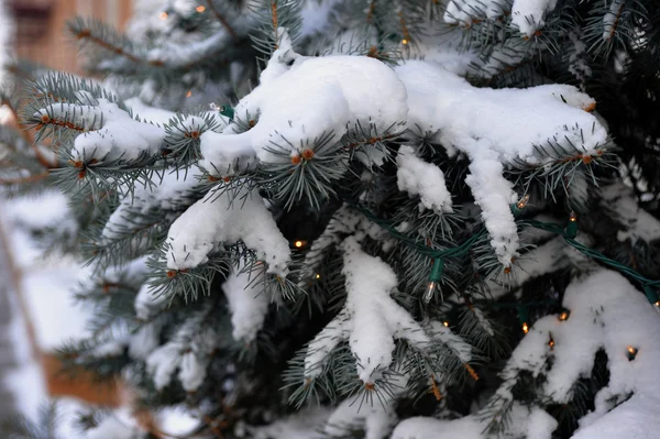 Fresh snow on pine tree — Stok fotoğraf