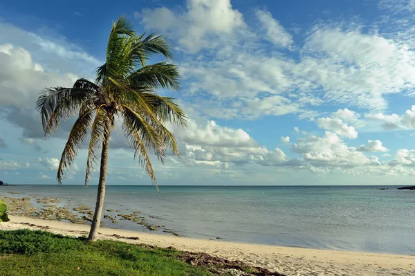 Palmeras en la playa tropical — Foto de Stock