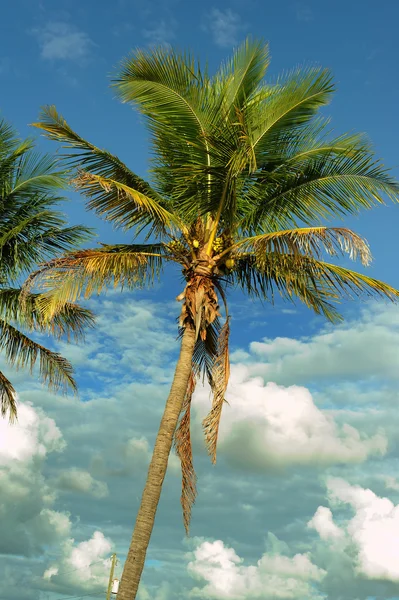 Palme sulla spiaggia tropicale — Foto Stock