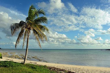 Hindistan cevizi hurma ağaçları Beach