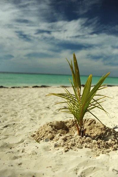 Palme da cocco in spiaggia — Foto Stock