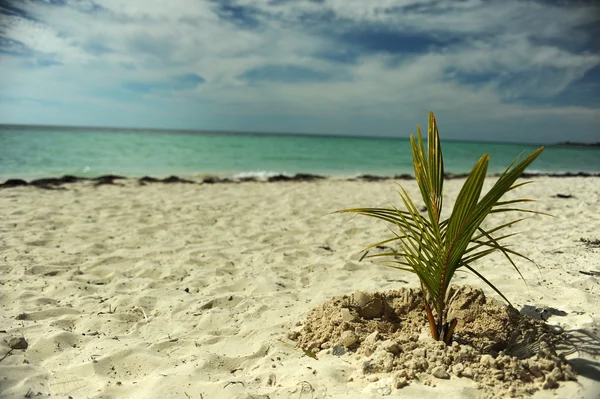 Palme da cocco in spiaggia — Foto Stock