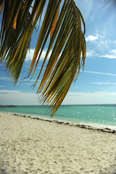 Coconut palm trees at beach — Stock Photo, Image