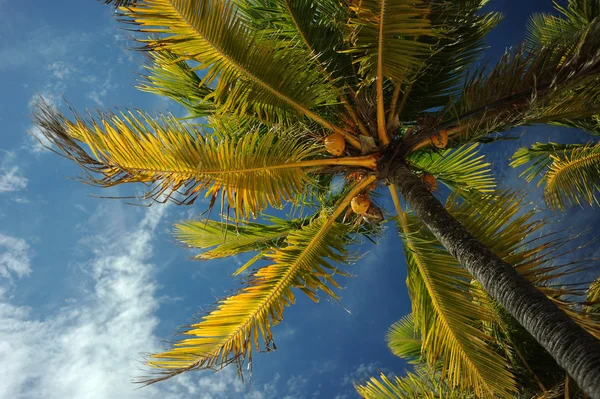 Hindistan cevizi hurma ağaçları Beach — Stok fotoğraf