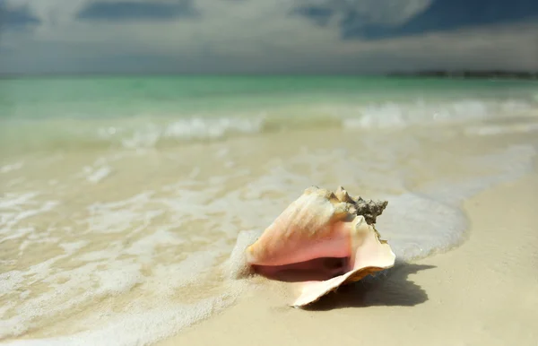 Rosa conch seashell — Stockfoto