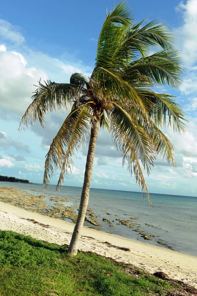 Coconut palm trees at beach — Stock Photo, Image