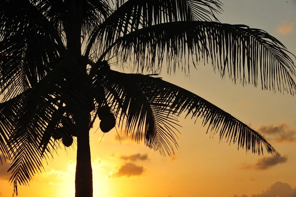 Tropical sunset with red sky — Stock Photo, Image