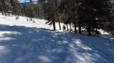 Çam ağaçları arasında taze kar tozu üzerinde kayak yapmak, güzel güneşli bir hava..