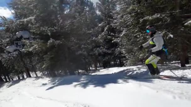 Ski Arrière Pays Avec Ami Entre Pins — Video