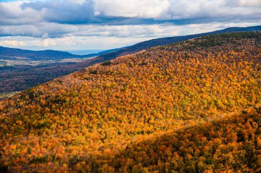 Güneşli bir günde rengarenk ağaçlarla sonbahar manzarası. 