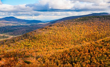Güneşli bir günde rengarenk ağaçlarla sonbahar manzarası. 