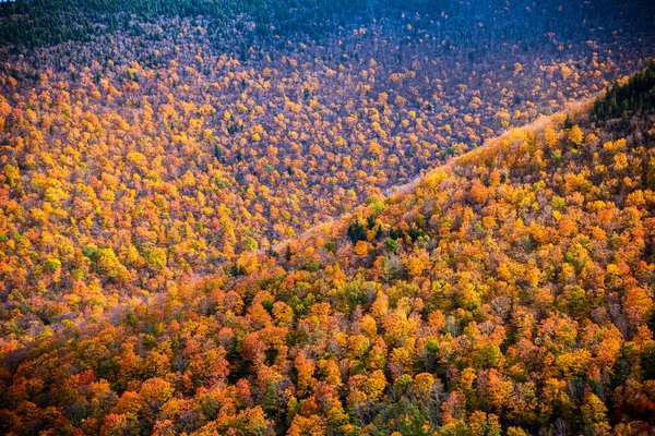 Αεροφωτογραφία Ενός Πολύχρωμου Φθινοπωρινού Δάσους Στα Βουνά Όμορφη Ηλιόλουστη Μέρα — Φωτογραφία Αρχείου
