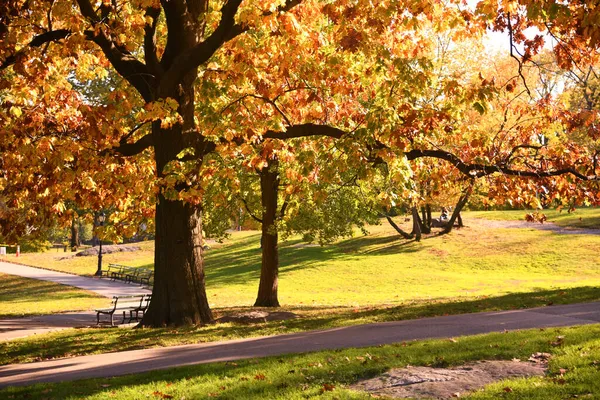 Beautiful Autumn Park Colorful Foliage Sunny Day — Stock Photo, Image