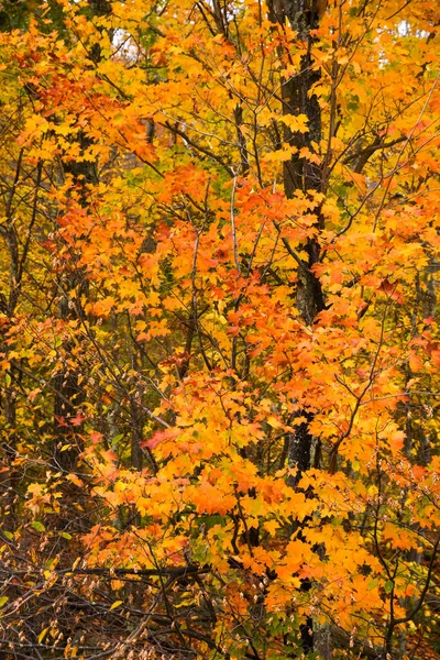 Jesienne Drzewa Pięknymi Kolorowymi Liśćmi Lesie — Zdjęcie stockowe