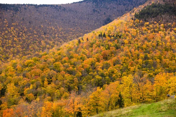 Scenic Landschap Met Prachtige Kleurrijke Bomen Bergen Gouden Herfstseizoen — Stockfoto