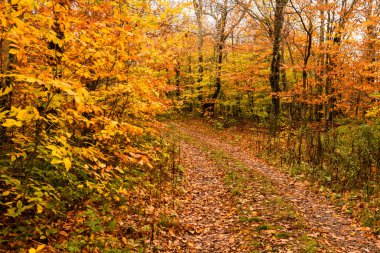 Sonbahar ormanlarında renkli güzel ağaçlarla dolu bir yol.. 