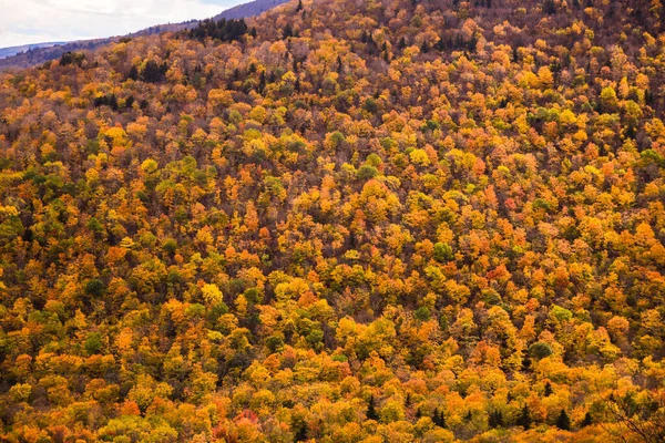 Вид Зверху Осіннє Листя Горах Під Час Золотого Осіннього Сезону — стокове фото