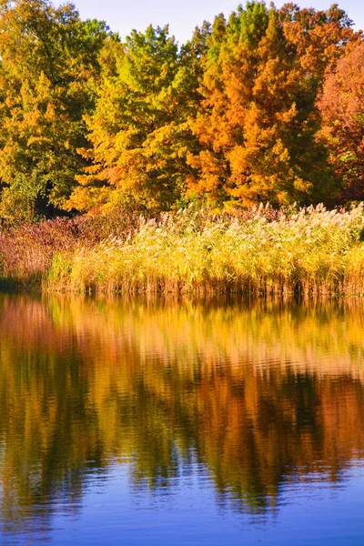 Прекрасный Солнечный День Осеннем Парке Отражение Листвы Пруду — стоковое фото