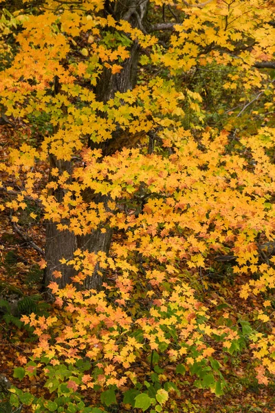 Podzimní Stromy Krásnými Barevnými Listy Lese — Stock fotografie