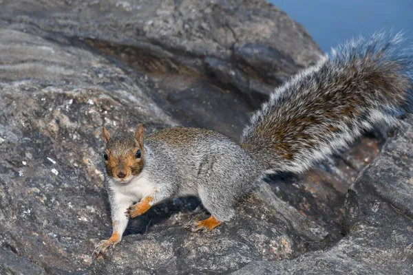 Photo Gros Plan Écureuil Dans Parc Debout Sur Rocher — Photo