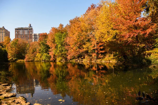 秋天的时候 纽约的中央公园 在阳光明媚的日子里 池塘里美丽的树叶映照 — 图库照片