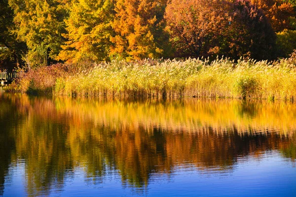 池に紅葉が映り込むカラフルな秋の公園 — ストック写真