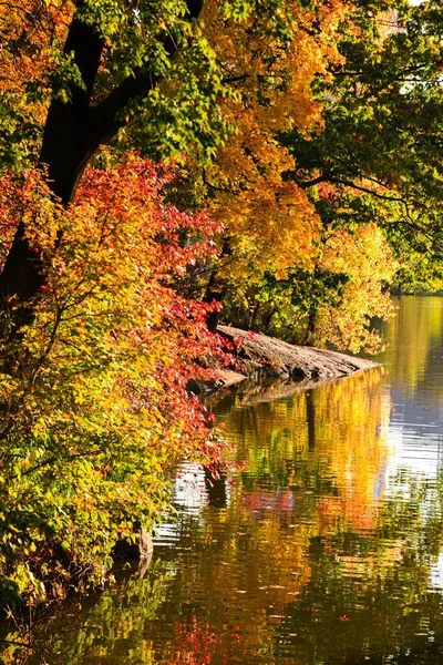 Kolorowe Liście Jesiennym Parku Drzewa Staw Słoneczny Dzień Listopada — Zdjęcie stockowe