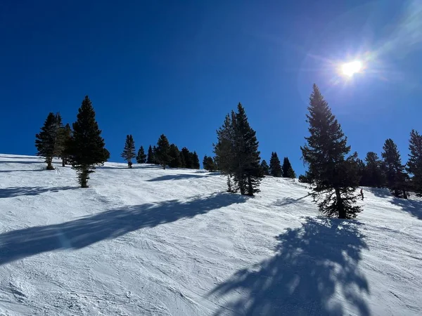 Vinterlandskab Med Fyrretræer Solrig Dag Med Klar Blå Himmel - Stock-foto