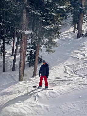 Colorado 'daki Vail Kayak Tesisi' nde ağaçların arasında kayak yapan snowboardcu.. 