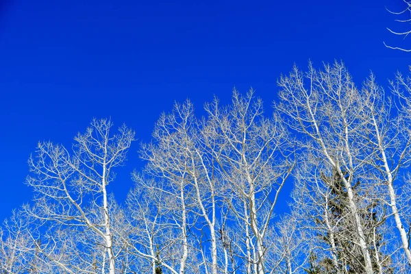 Białe Gałęzie Drzew Nad Czystym Błękitnym Niebem Wczesna Pogoda Wiosna — Zdjęcie stockowe