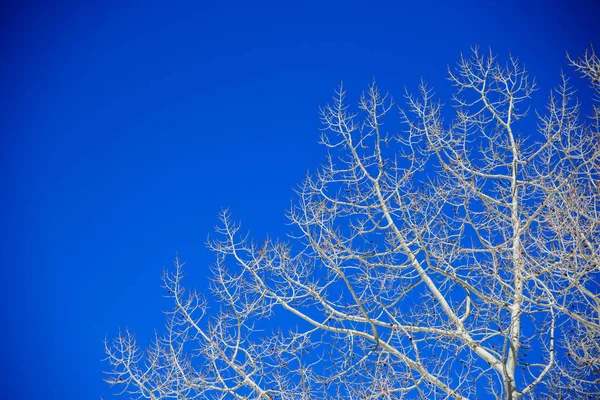 White Tree Branches Clean Bright Blue Sky Early Spring Weather — Stock Fotó