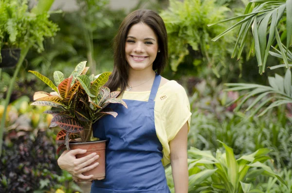 Jardineiro feminino bonito que arranja algumas plantas para a exposição — Fotografia de Stock
