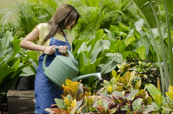 Jovem jardineiro fêmea regando as plantas — Fotografia de Stock