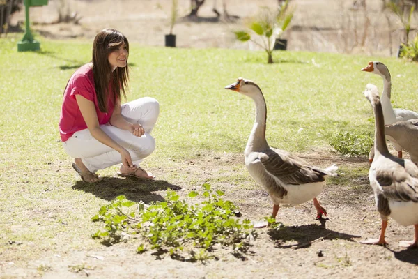 Menina alimentando patos e gansos — Fotografia de Stock