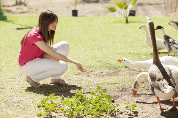 Girl feeding ducks and geese — Stock Photo, Image