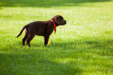 köpek çimlerin üzerine
