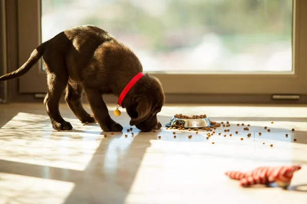 Cão come comida — Fotografia de Stock