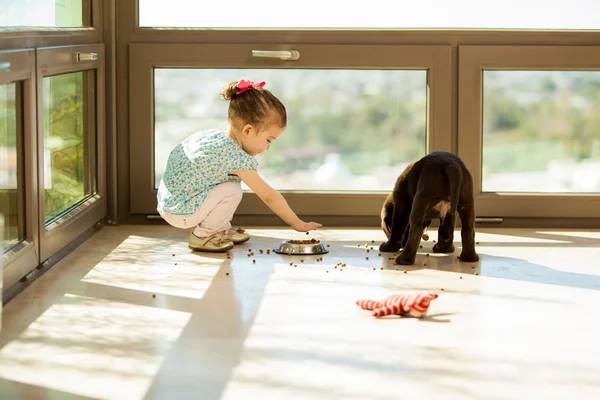 Tyttö ruokinta koira — kuvapankkivalokuva