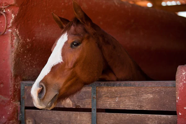 Cheval mâle brun debout à l'intérieur des écuries — Photo