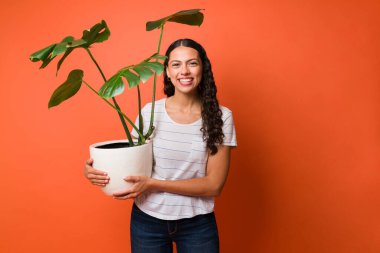 Bahçıvanlık hobisi olan güzel İspanyol bir kadın stüdyo arka planında bir çömleğin üzerinde yeşil bir bitki tutuyor.