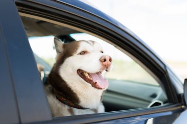 Arabadaki yolcu koltuğunda oturan ve yolculuğa çıkmayı bekleyen güzel, iri yapılı bir köpek.