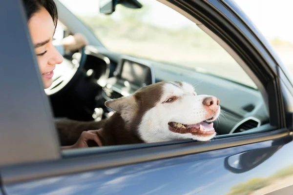 かわいいハスキー犬は休暇に行き 家族と一緒に車で旅行します 若いです女性もたらす彼女のペット上のロードトリップ — ストック写真